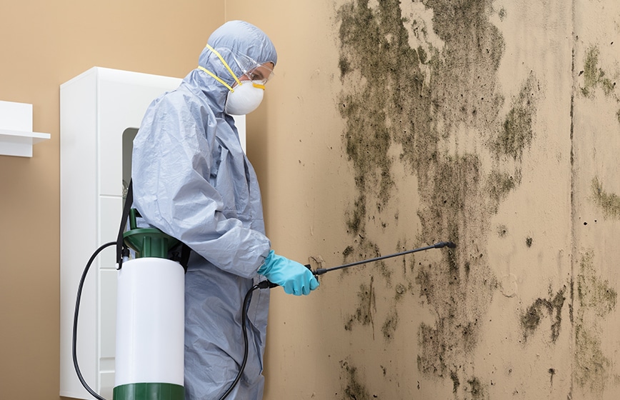 Los Angeles Mold